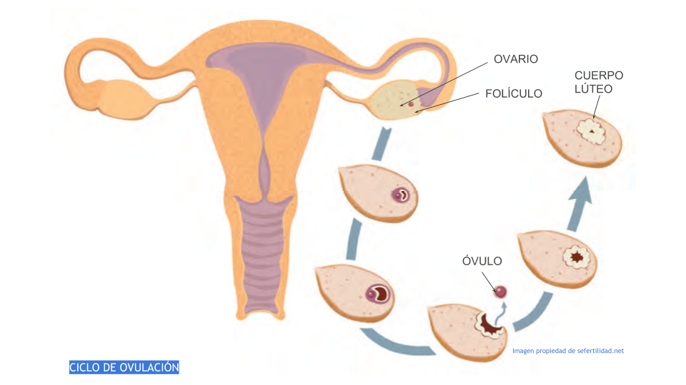 ciclo de ovulación